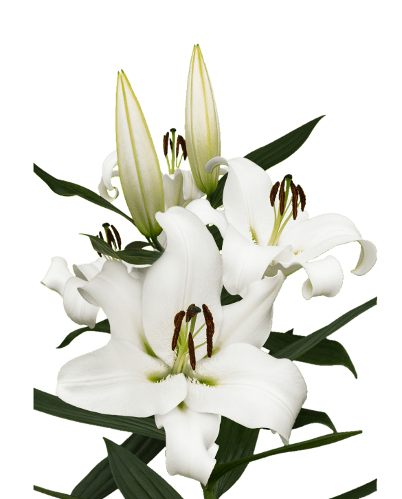 Miracoli Lilium