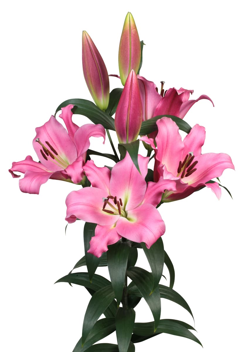 Sansovino Lilium