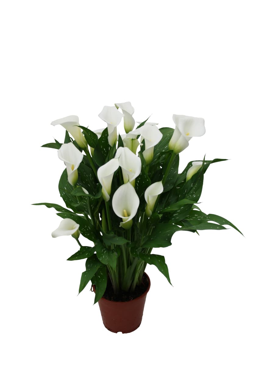White Art Zantedeschia
