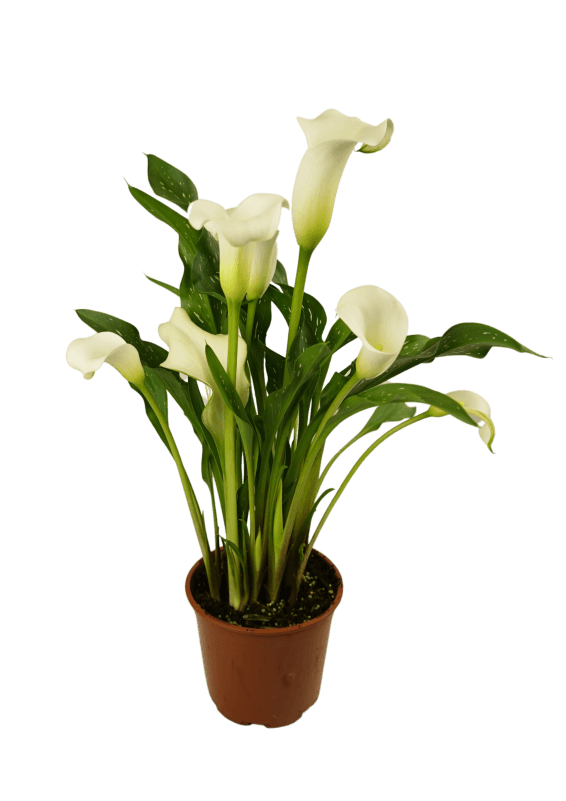 Whitehorse Calla nova Zantedeschia