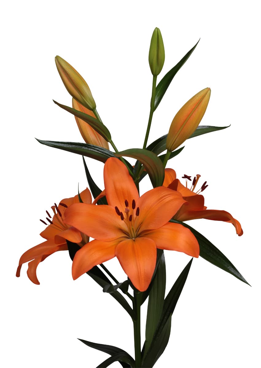 Eremo Lilium