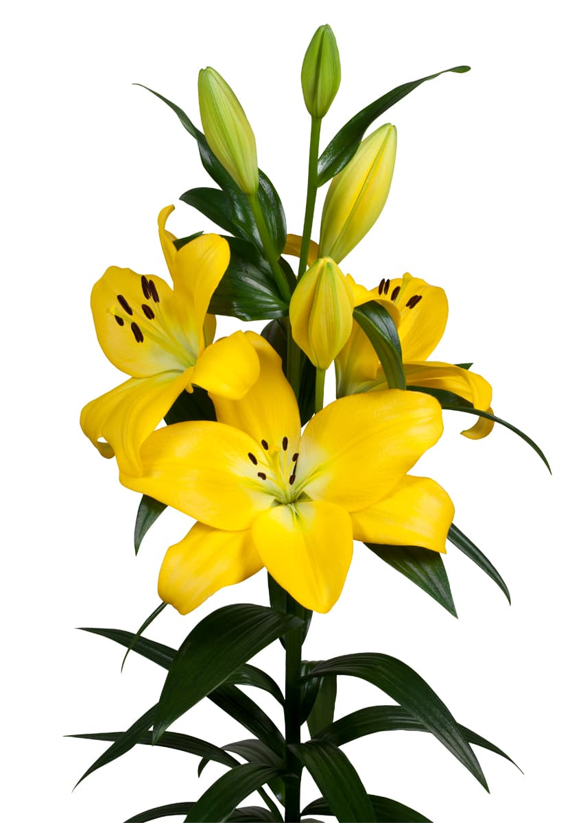 Malesco Lilium