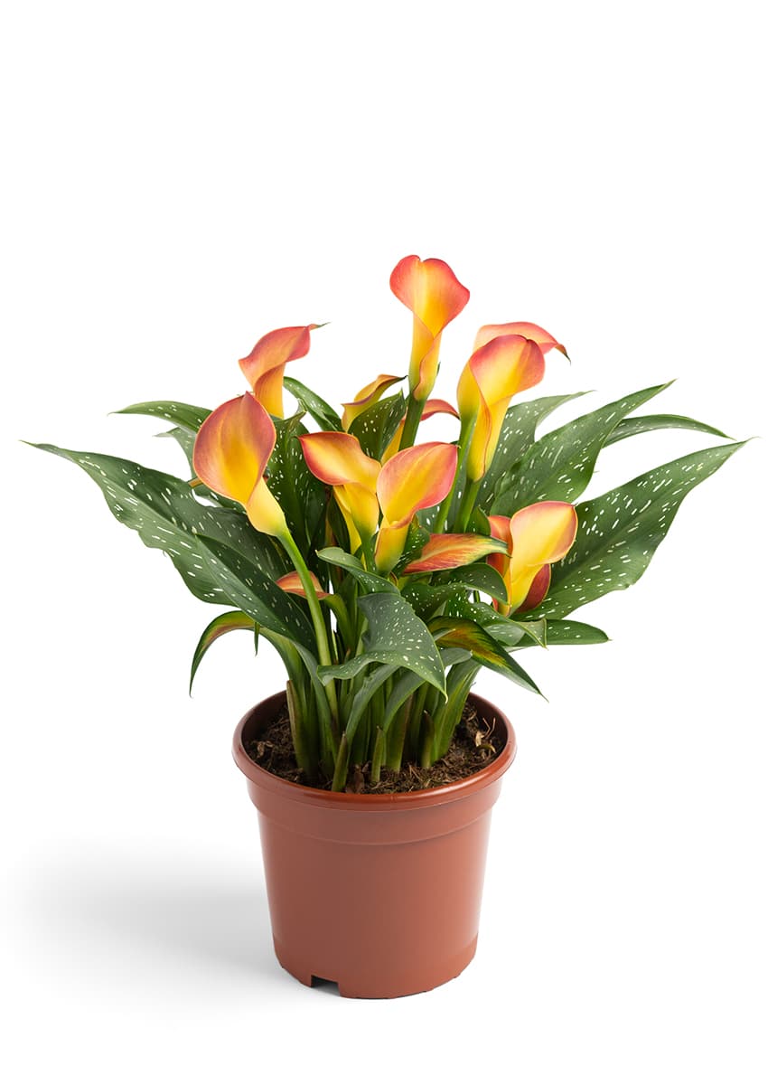 Magic Fire Zantedeschia