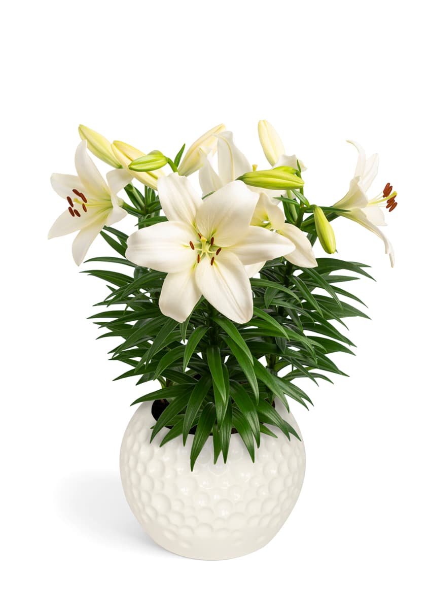 Summer Snow Lily Looks Lilium