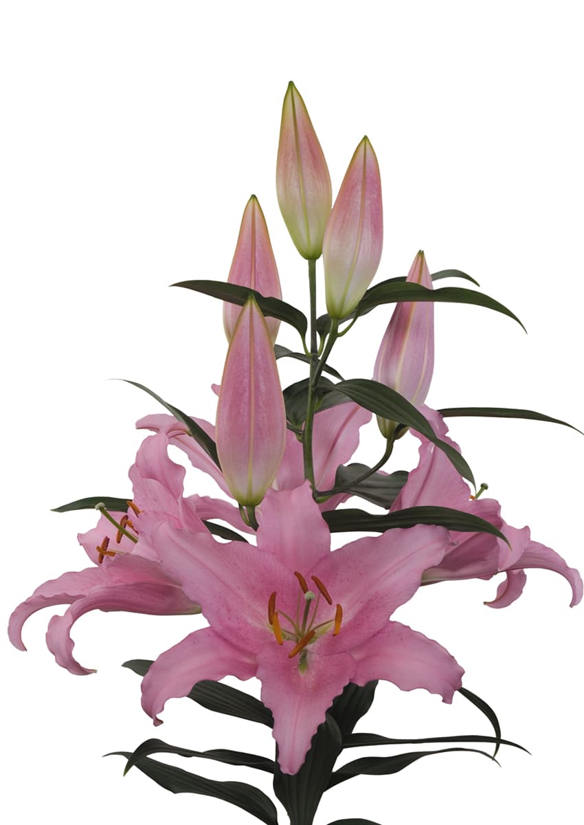 Catone Lilium