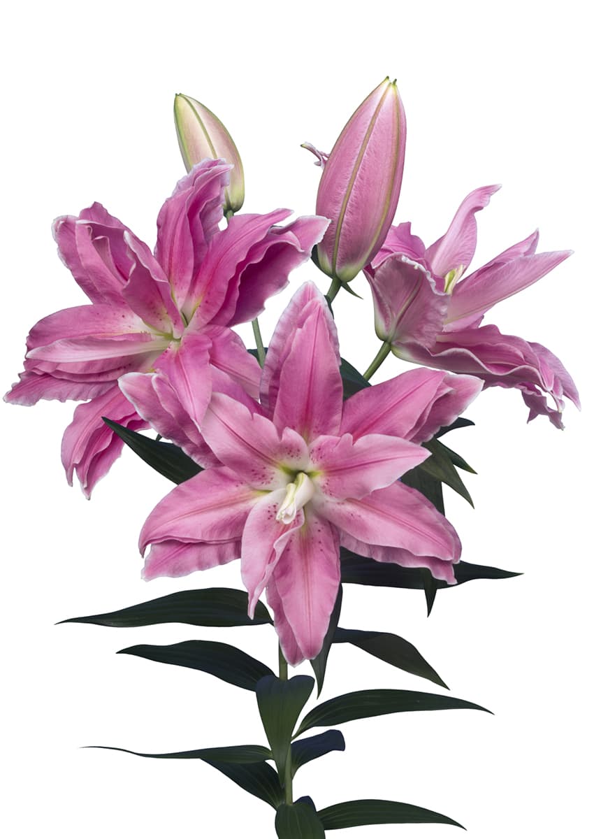 Roselily Larissa