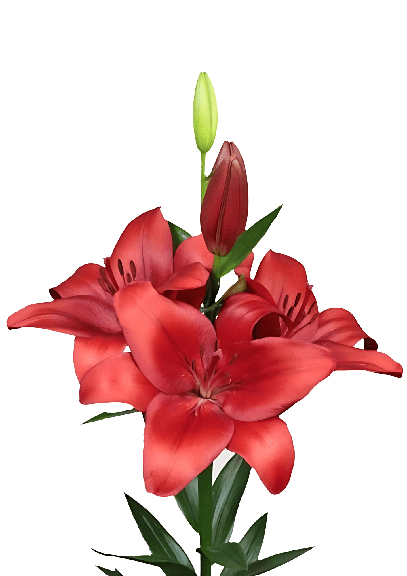 Braga Lilium