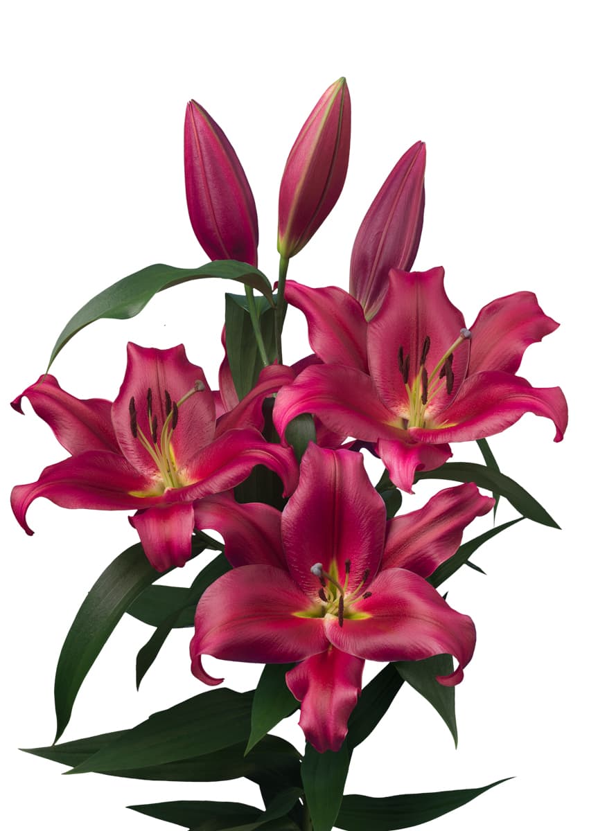 Redford Lilium