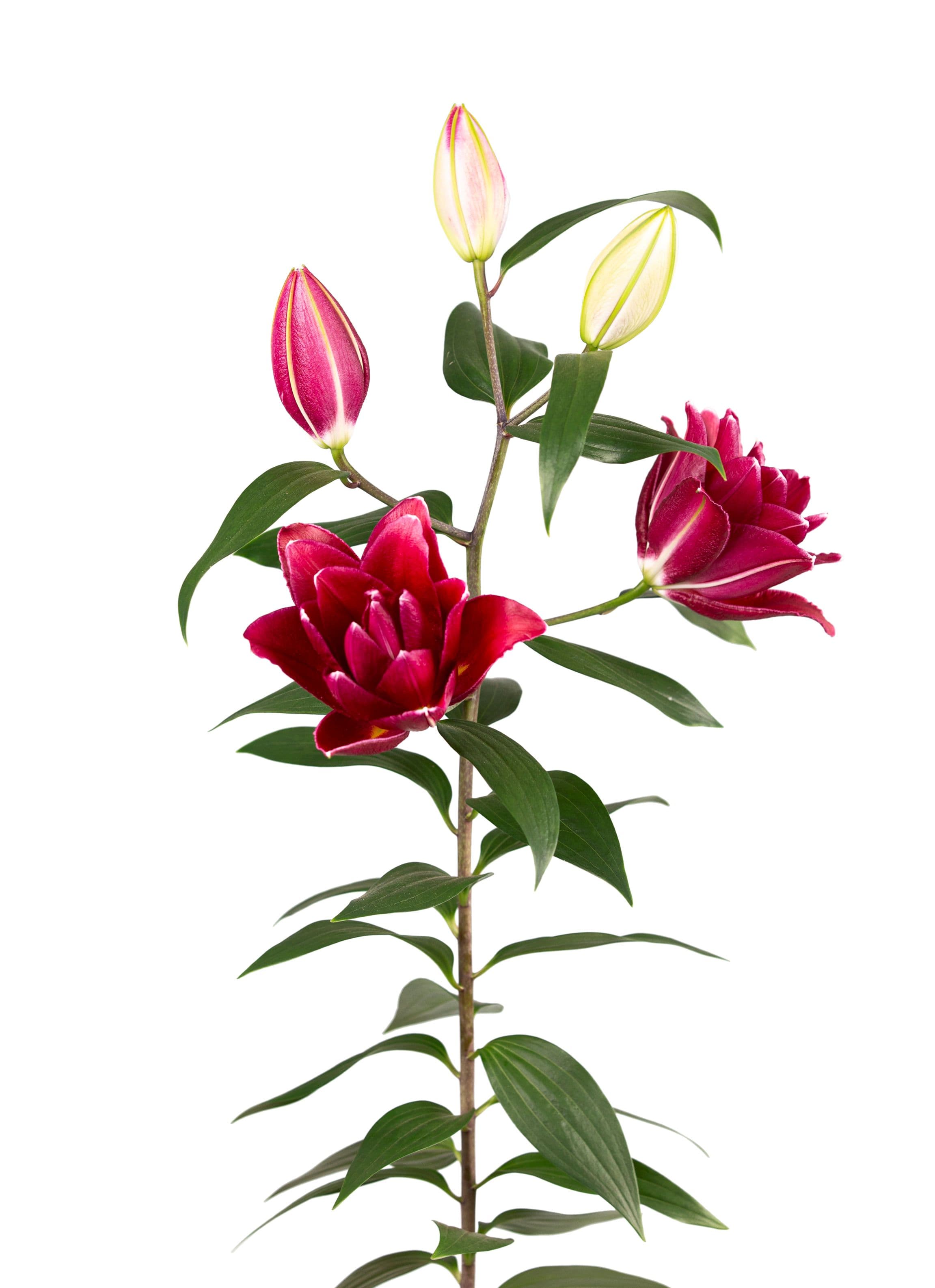 RL Denissa Roselily Lilium