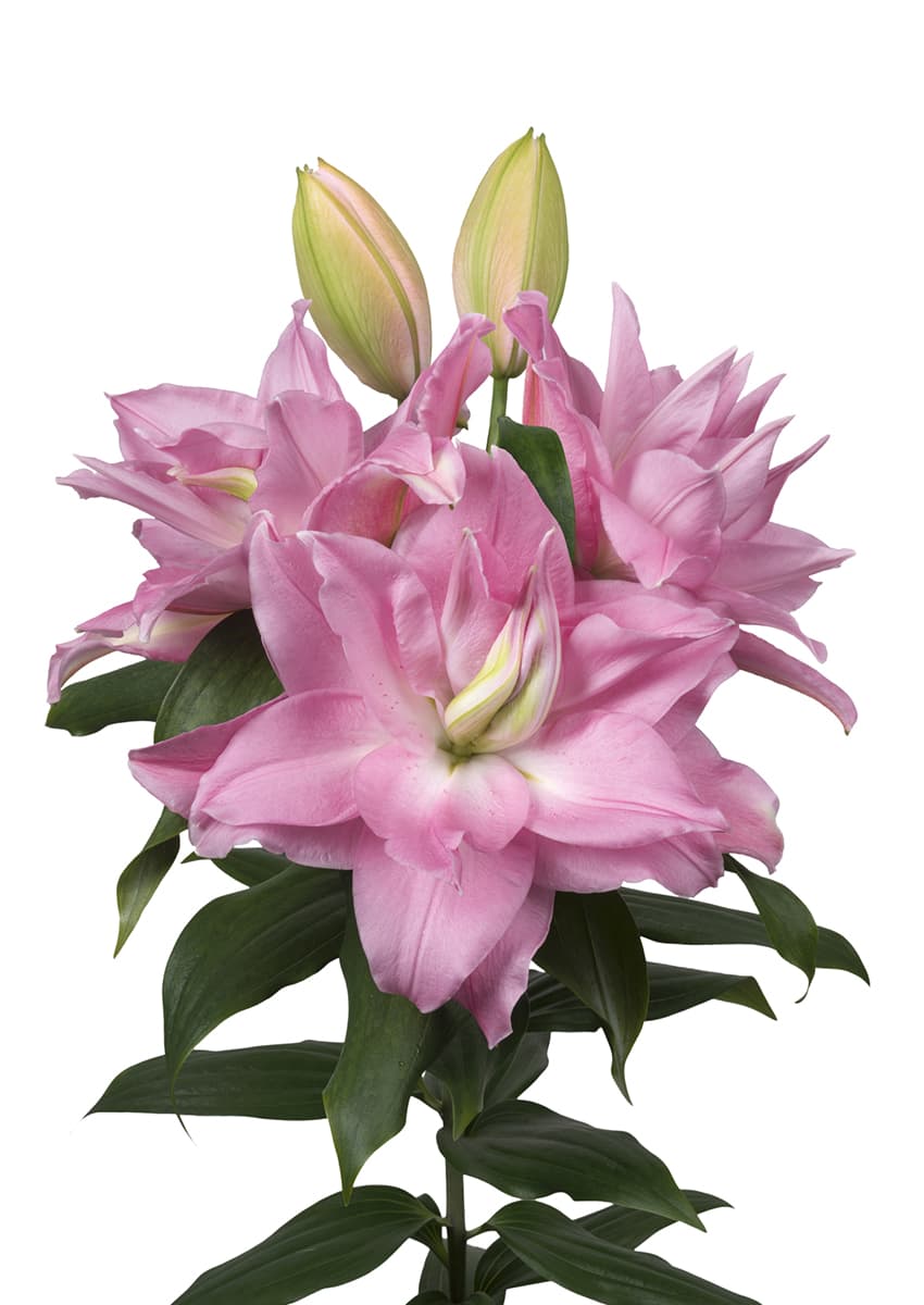 Roselily Editha Roselily Lilium