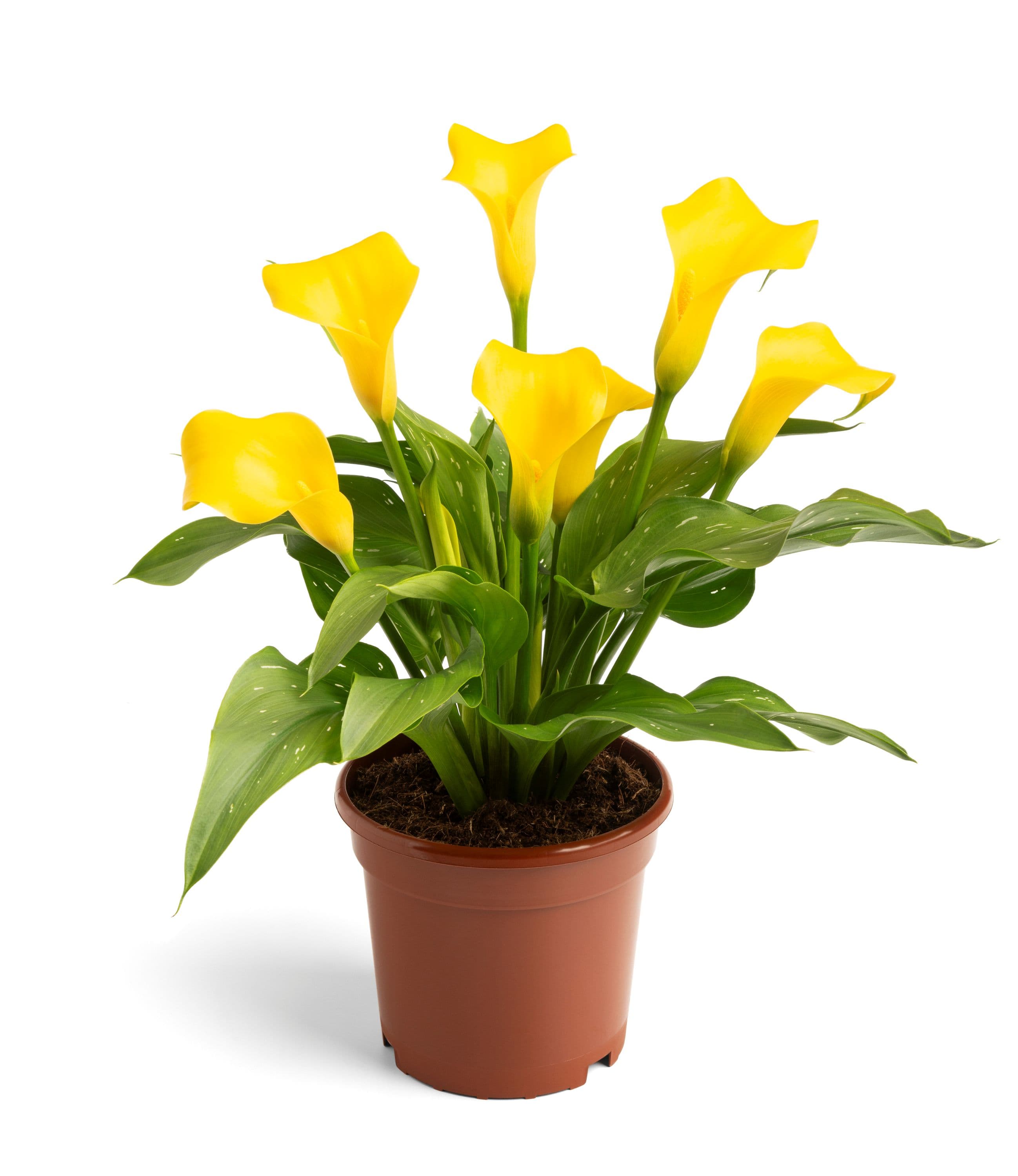 Summer Bright Zantedeschia