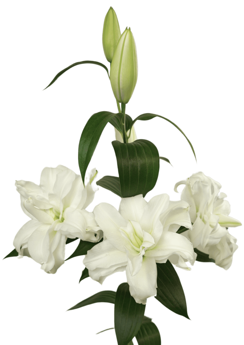 RL Dilara Roselily Lilium