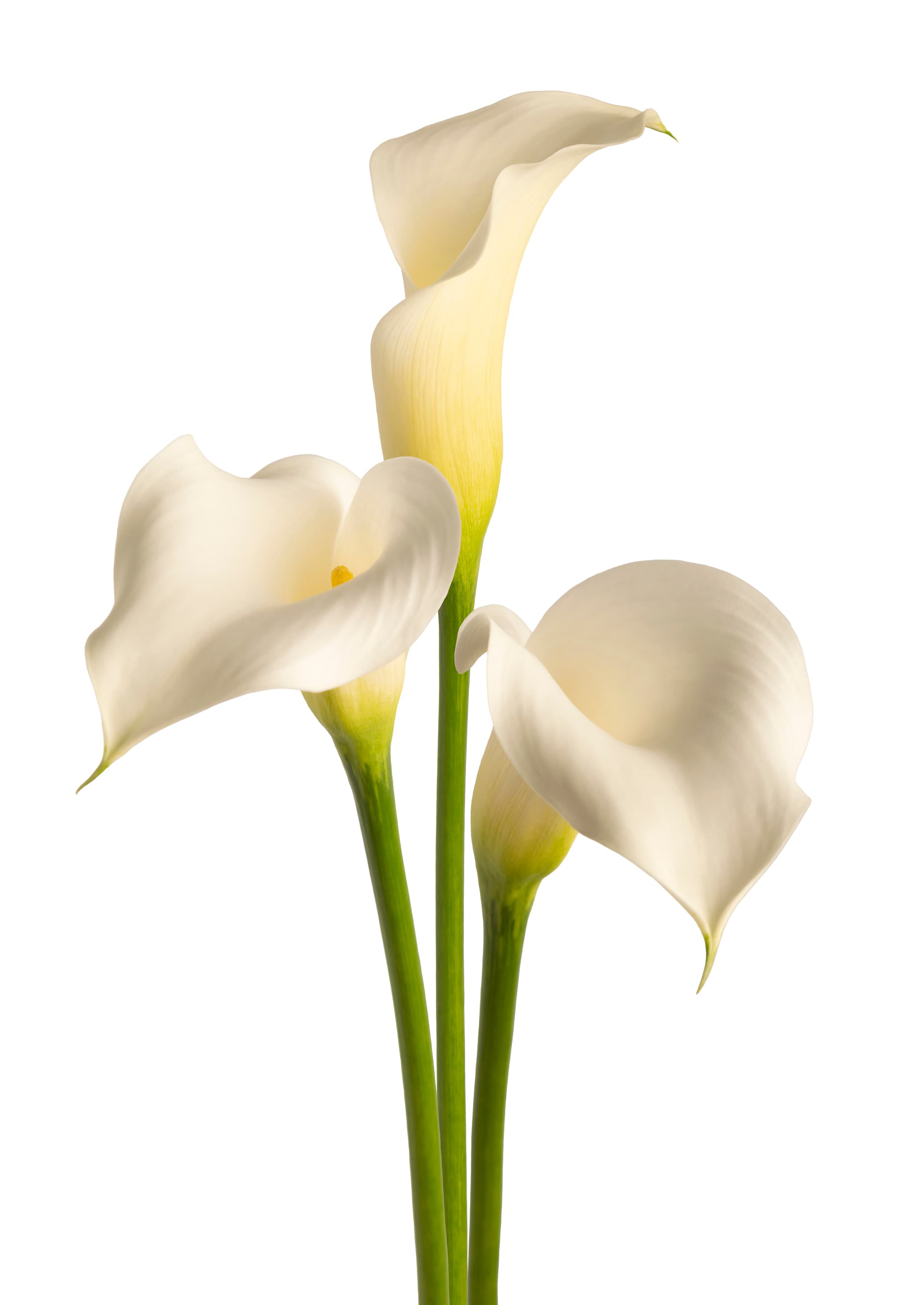 White Rumba Zantedeschia