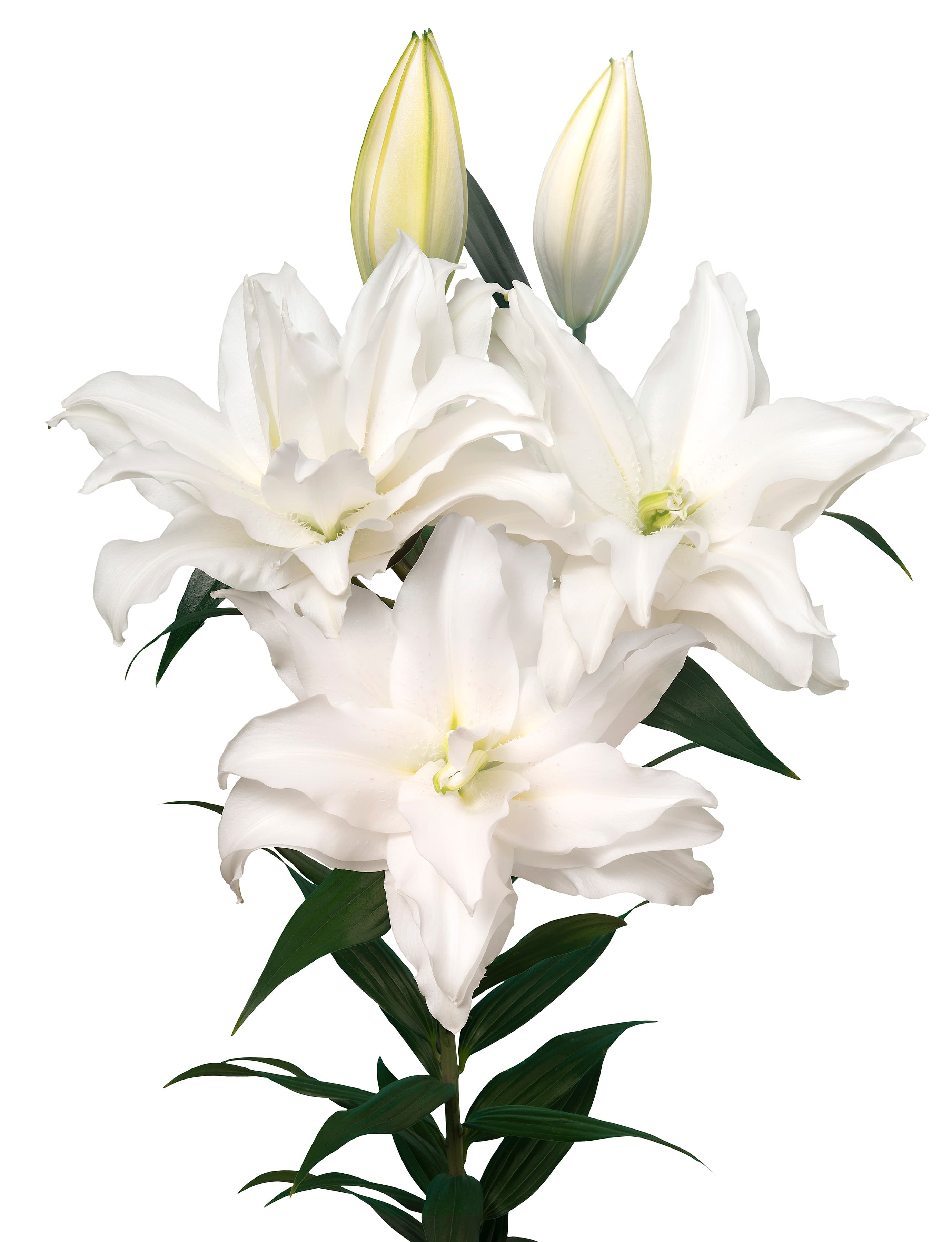 Roselily Thirza Roselily Lilium