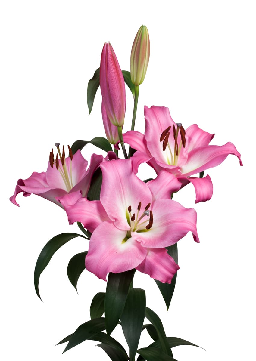 Brusago Lilium