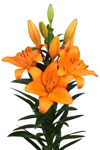 Denver Lilium