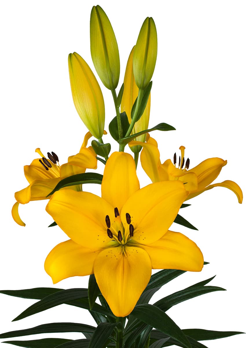 Lentella Lilium