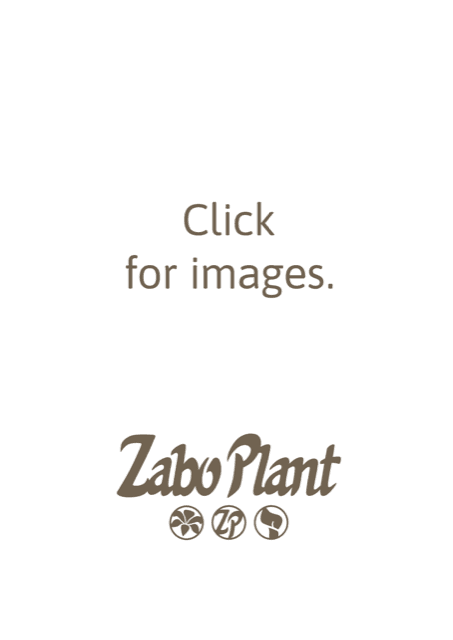 Ivory Art Zantedeschia