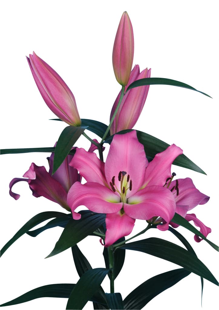Maldano Lilium