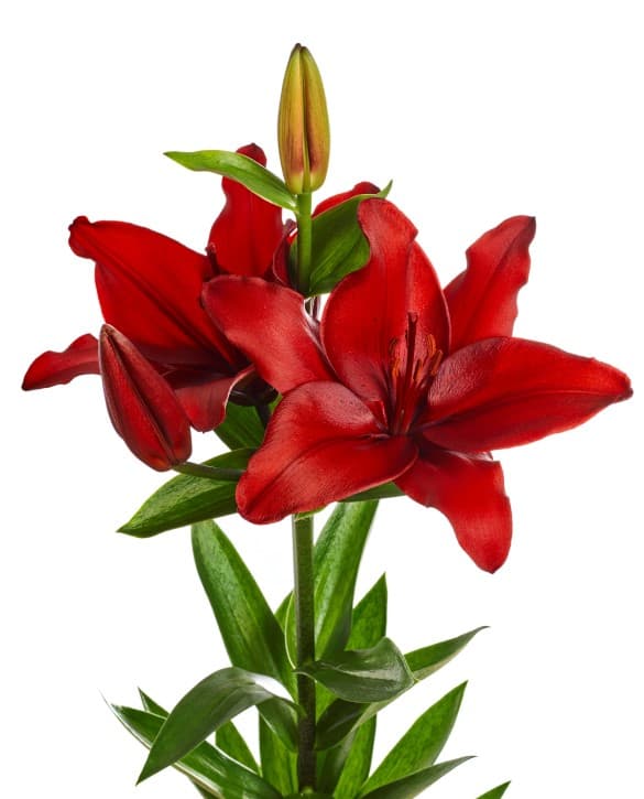 Ducati Lilium