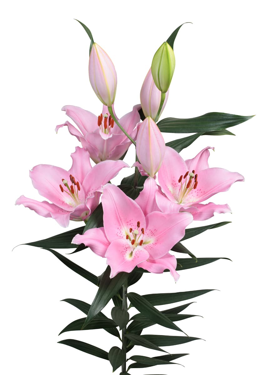Companion Lilium