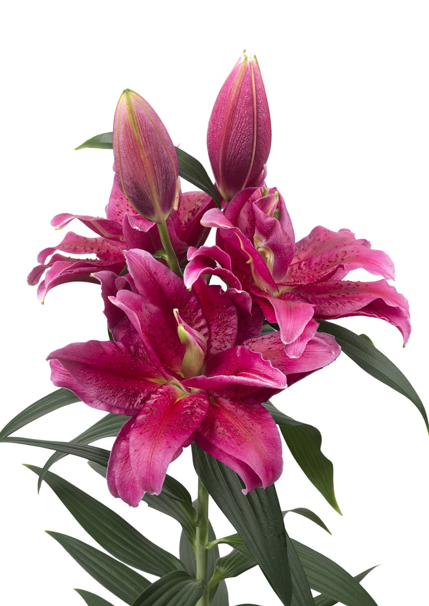 Roselily Dalinda | Zabo Plant
