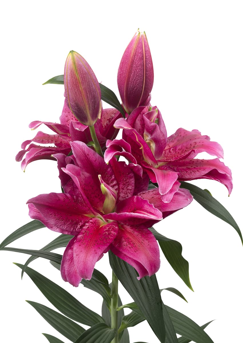 Roselily Dalinda Roselily Lilium