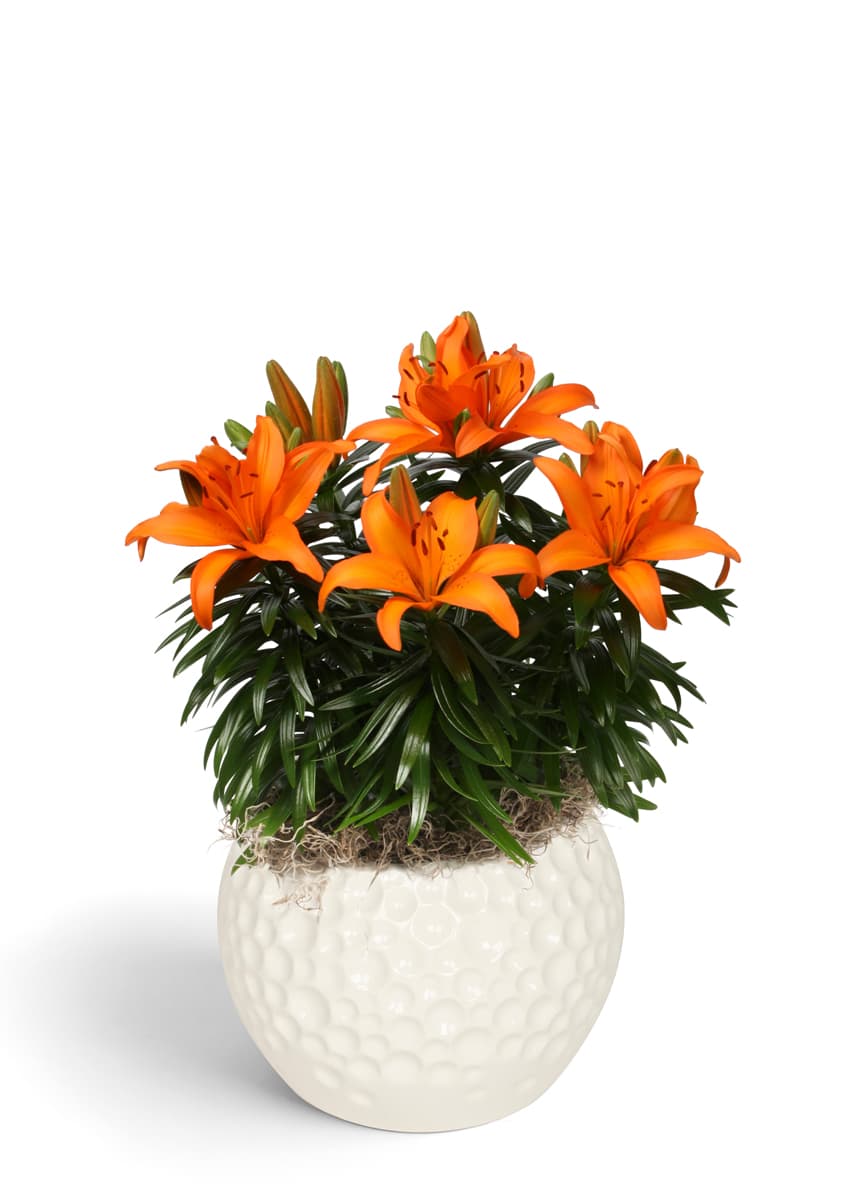Tiny Skyline                                       Lily Looks Lilium