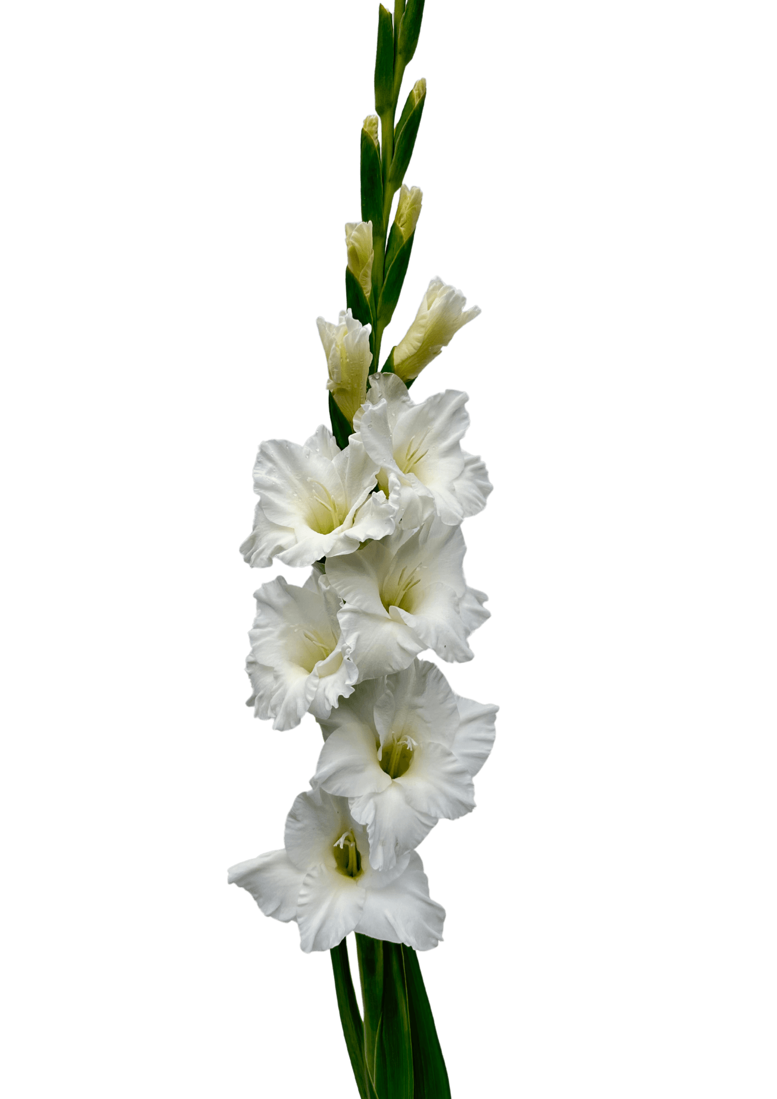 Silvestri Prisma Gladiolus Gladiolus