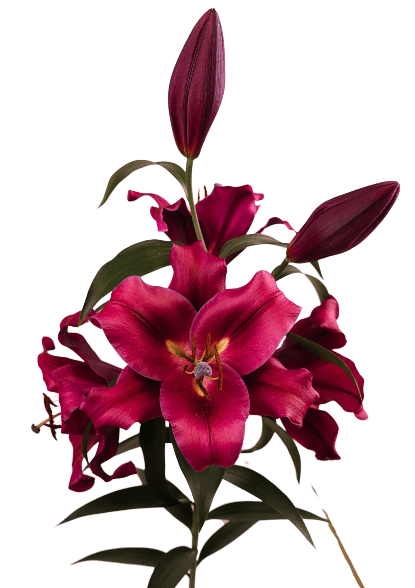 Carbonero