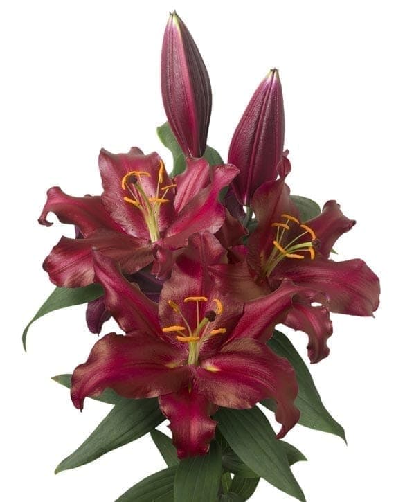 Bombastic Lilium