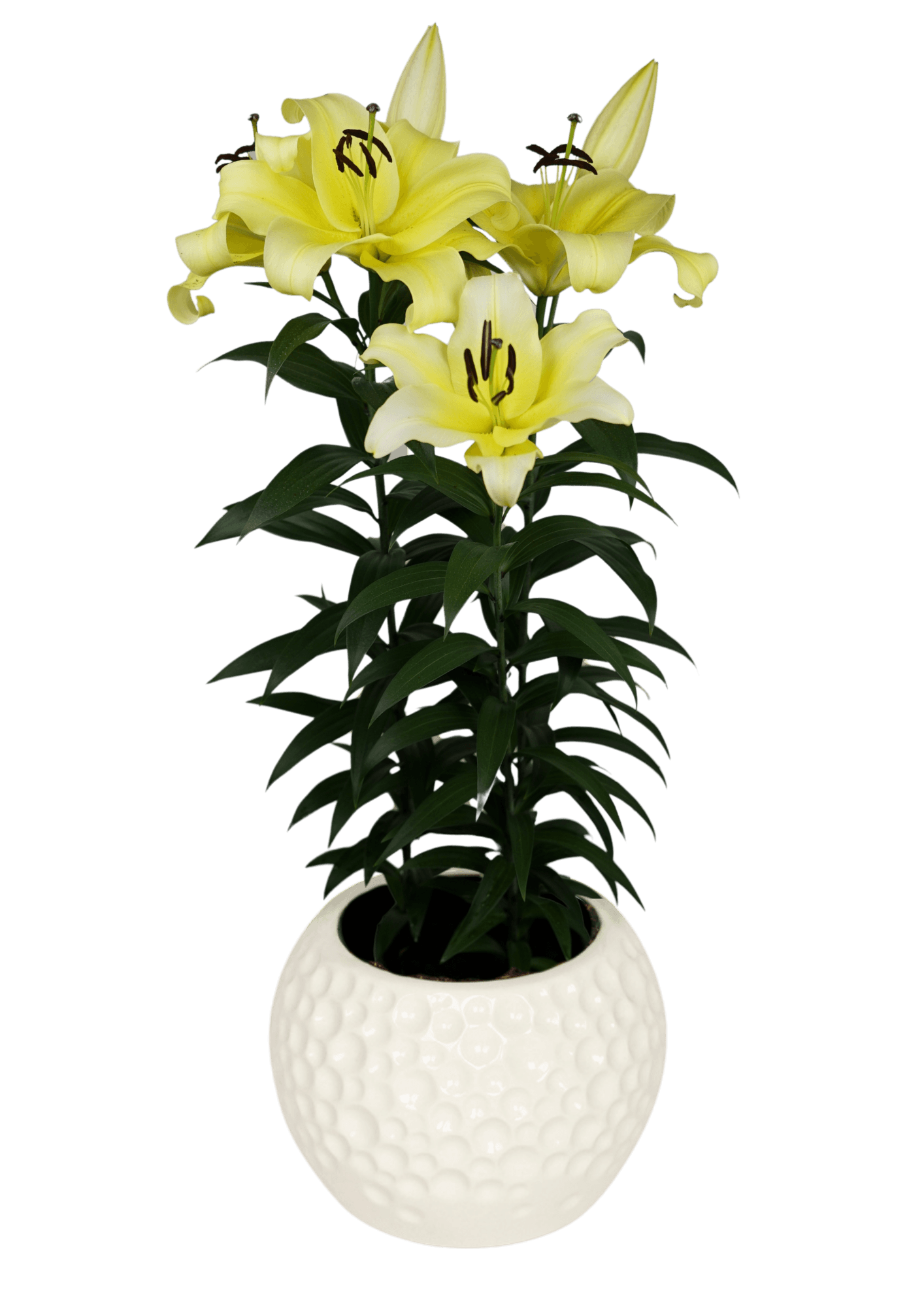 Sunny Bliss Lilium