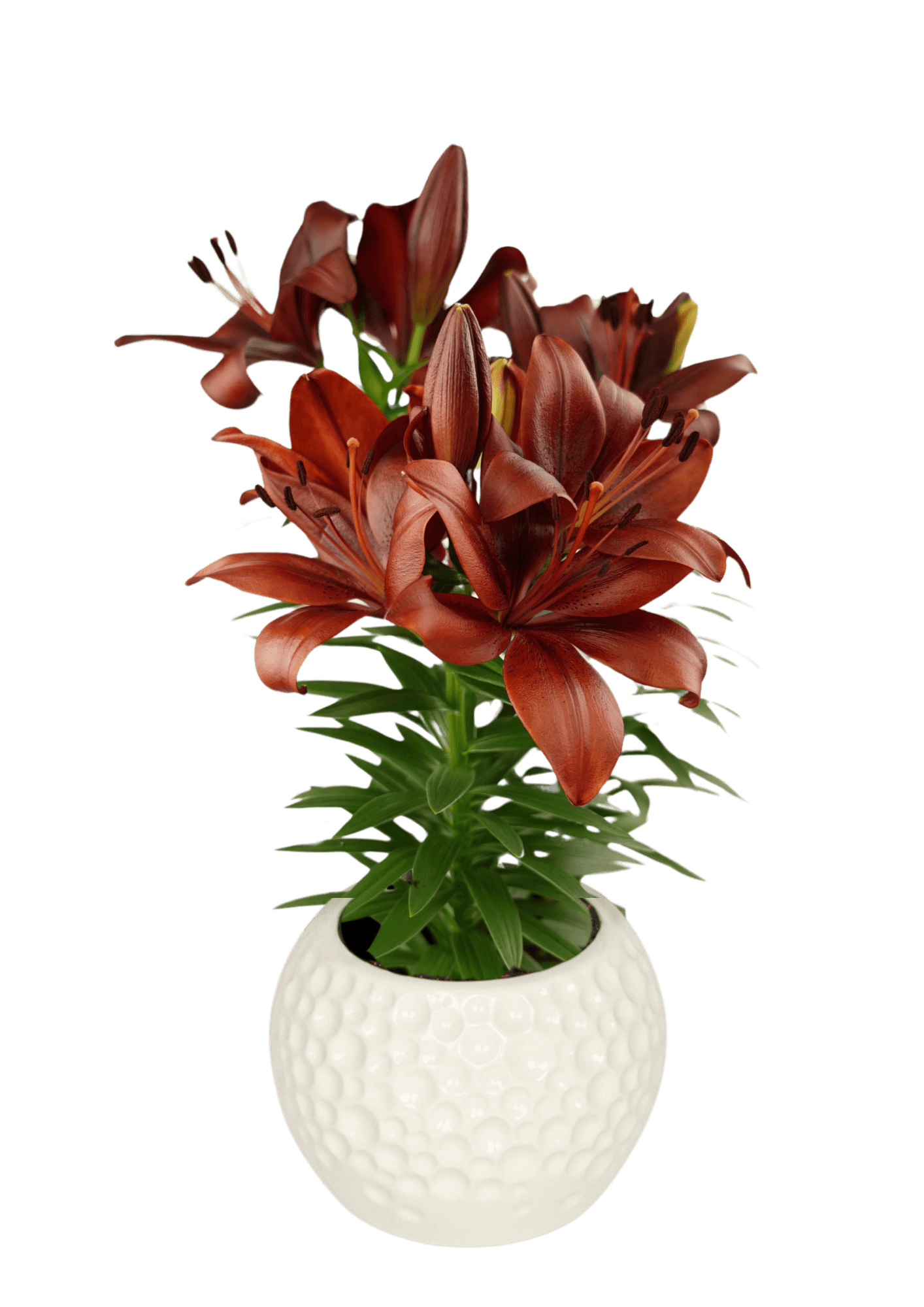 Summer Power Lily Looks Lilium