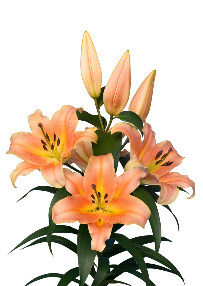 Zelmira Lilium