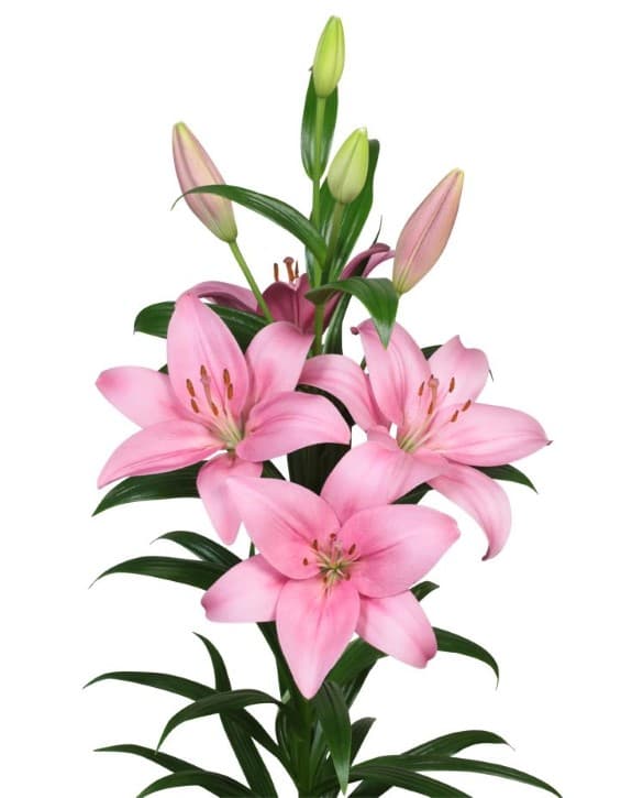 Corfinio Lilium