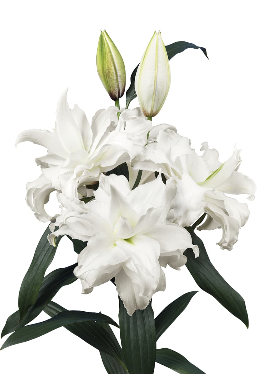 Roselily Angela