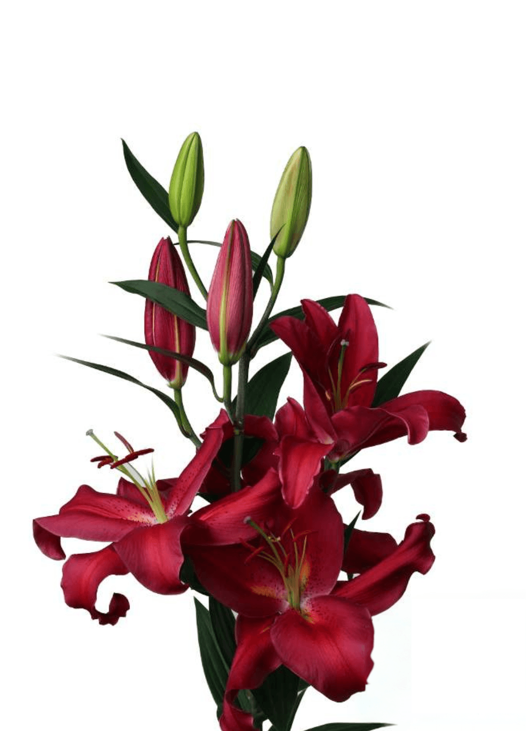 Red Sparrow Lilium