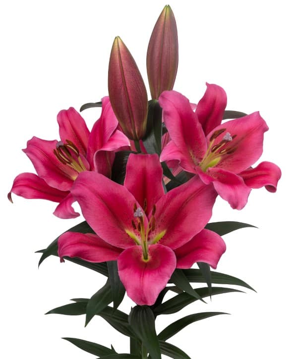 Stronglove Lilium