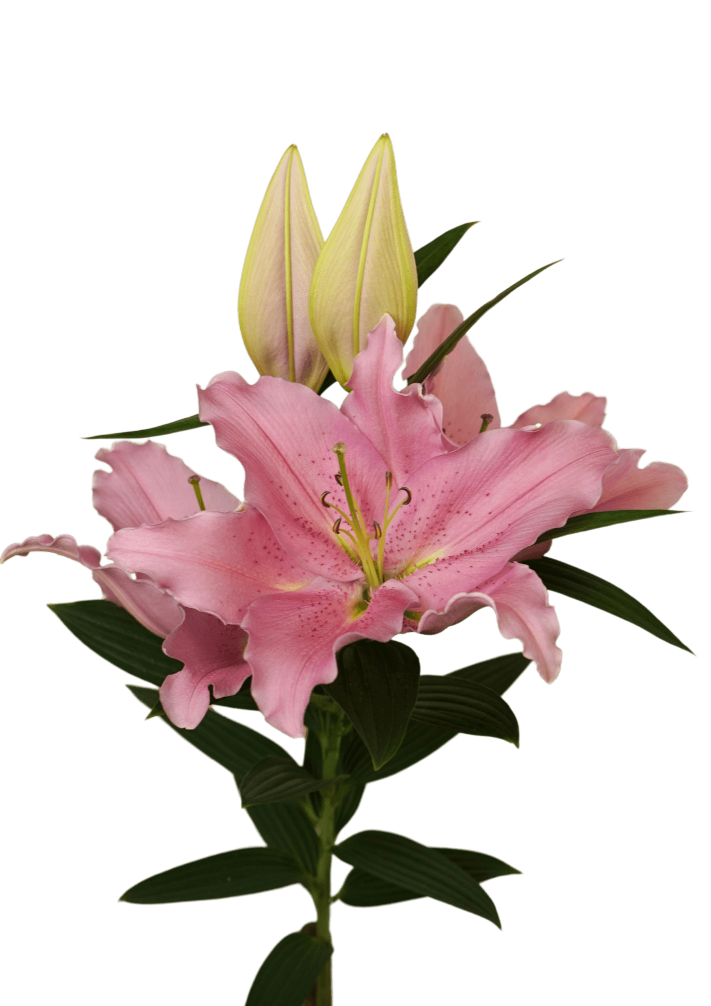 Corvallis Lilium
