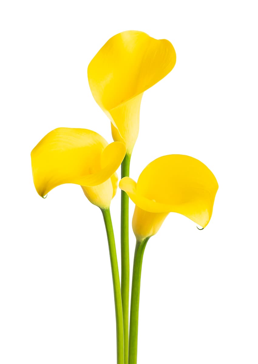 Sunya Zantedeschia