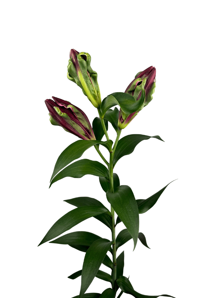 Tropical Dragon Lilium