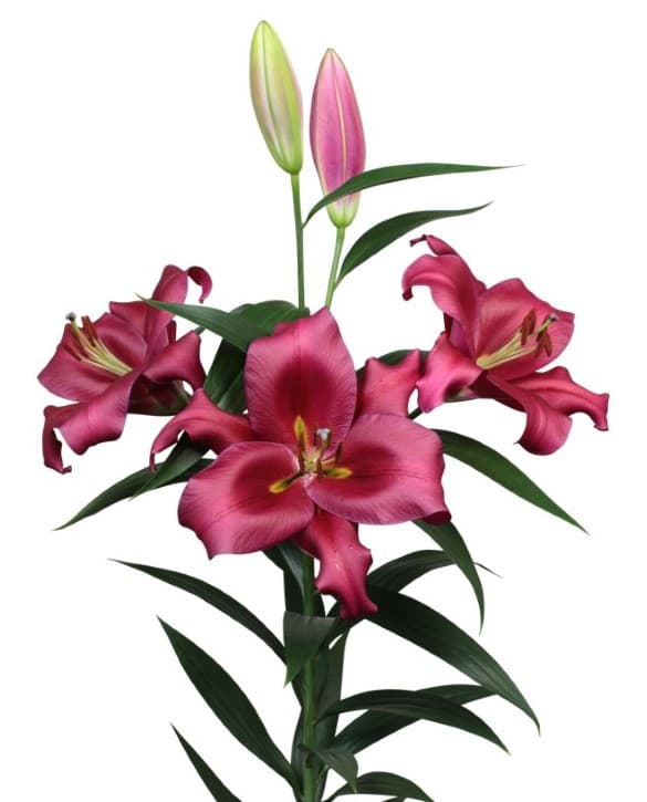 Monterosso Lilium