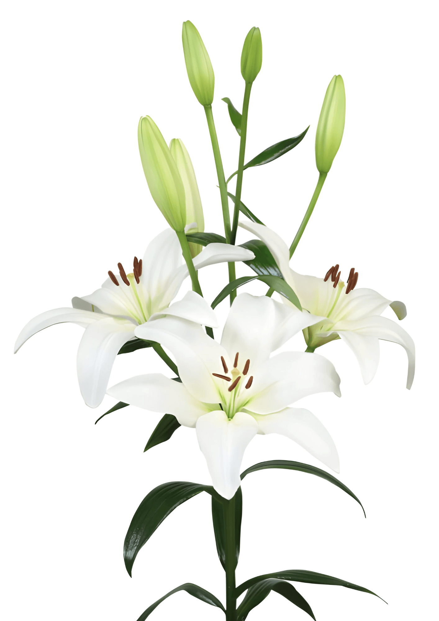 Obvio Lilium