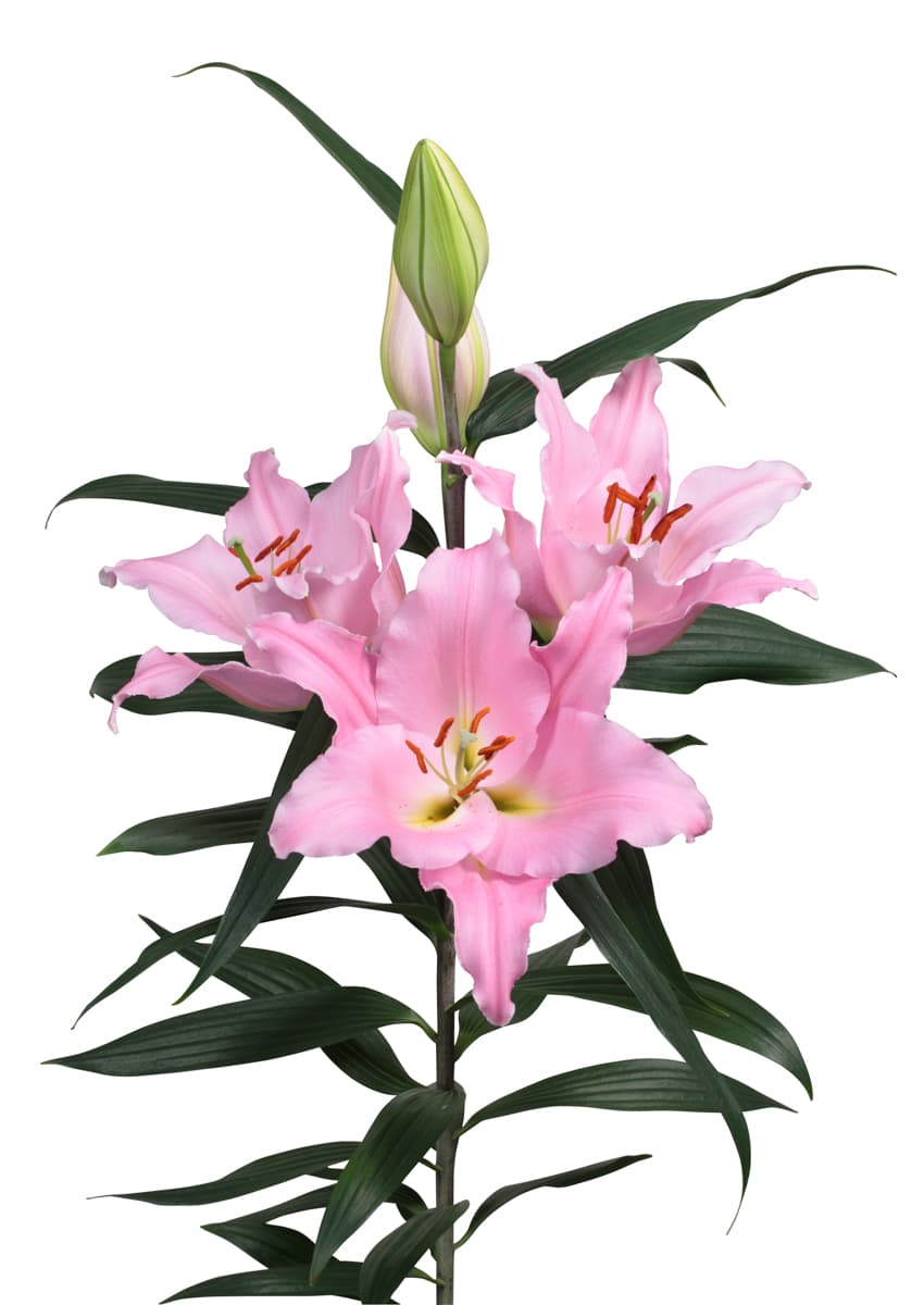 Ovada Lilium