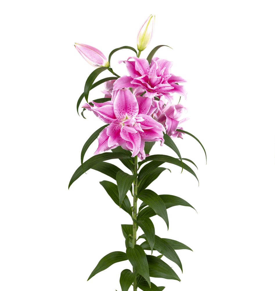 RL Zaphira Roselily Lilium