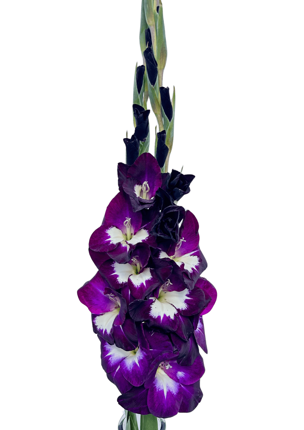 Purple Rain