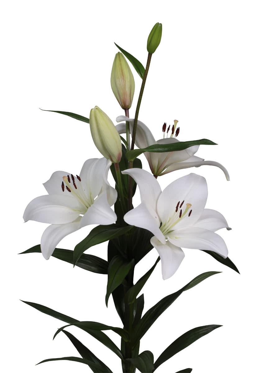 Richmond Lilium