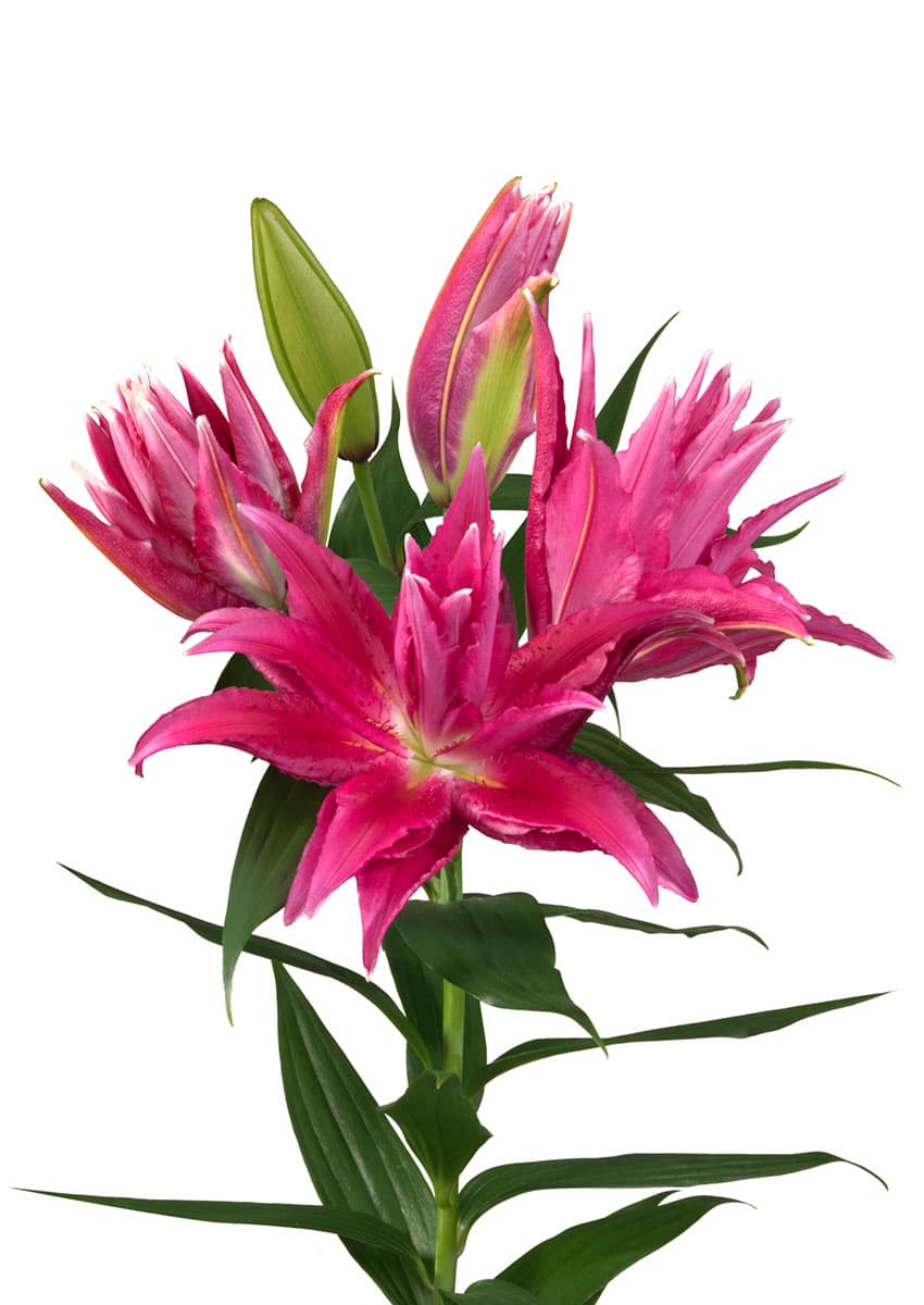 Roselily Gabriella Roselily Lilium