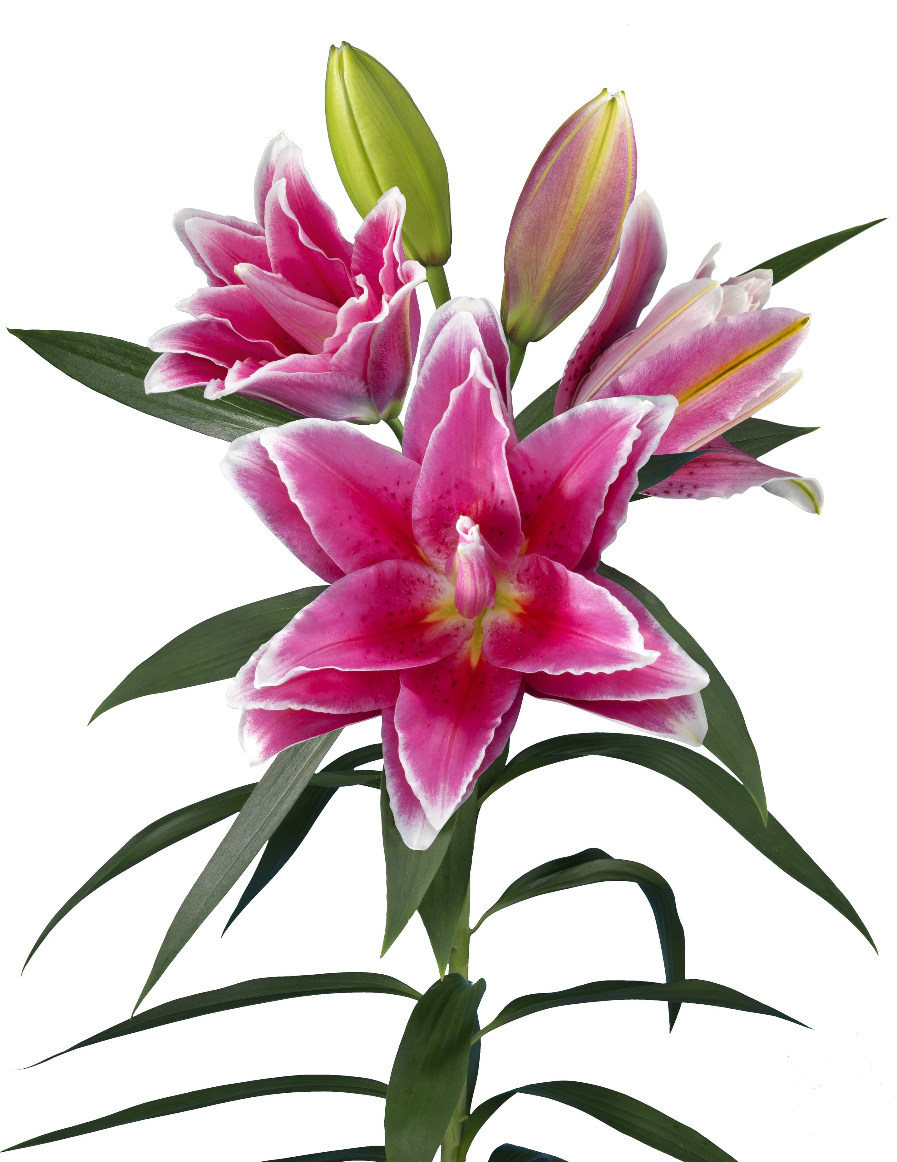 Roselily Paula Roselily Lilium