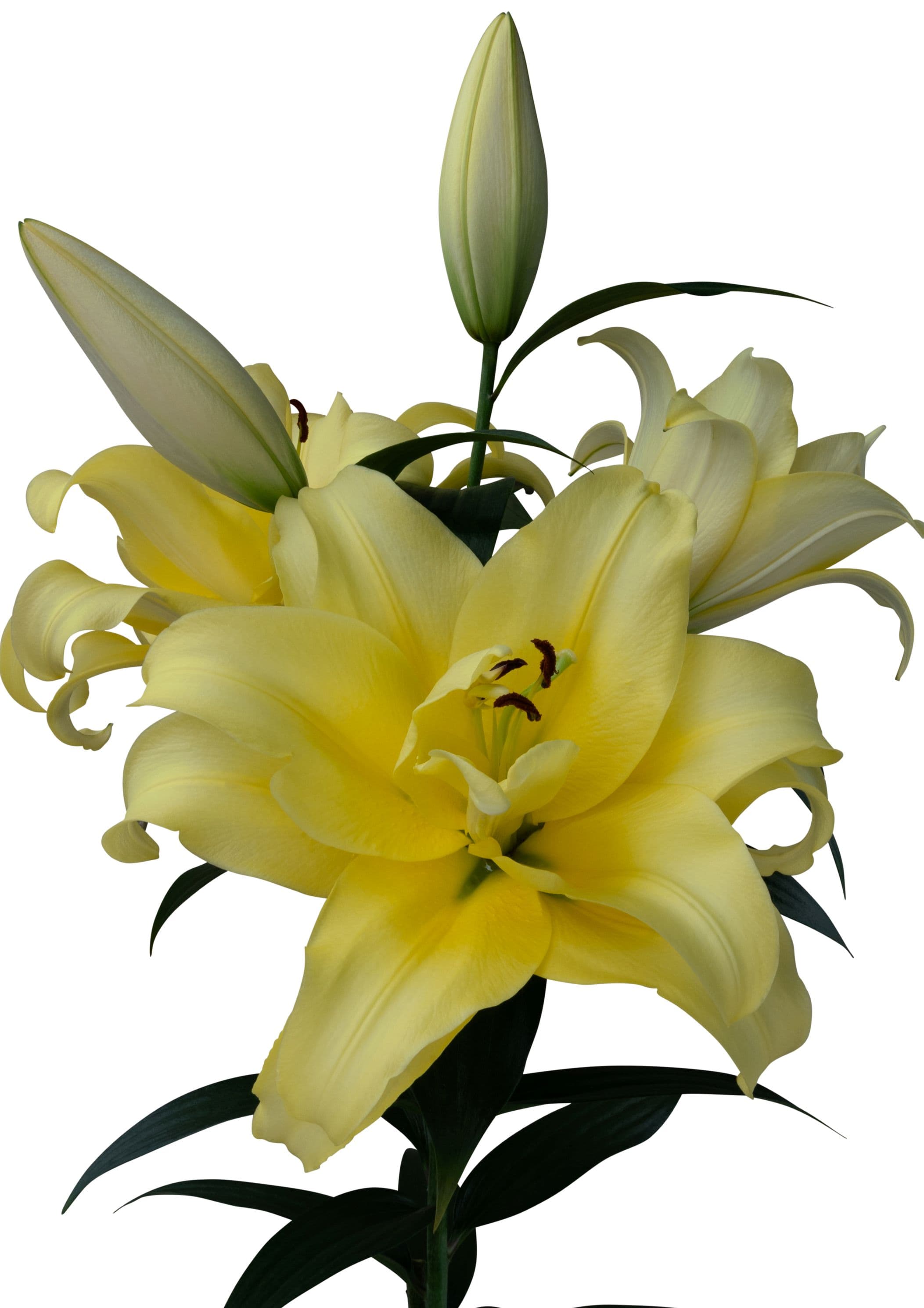 Cristiano Starlily Lilium
